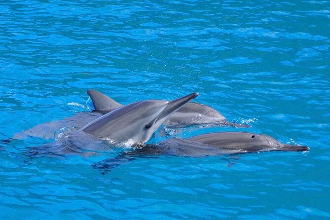 ultimate-kona-dolphin-watch-kealakekua-bay-snorkel