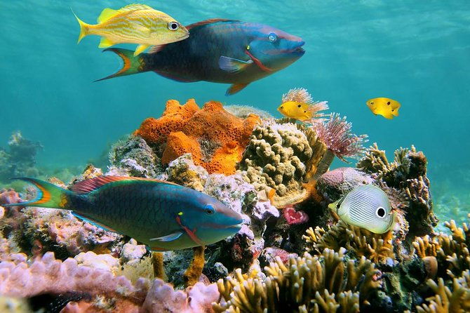 underwater-sea-trek-in-san-juan-explore-beneath-the-waves