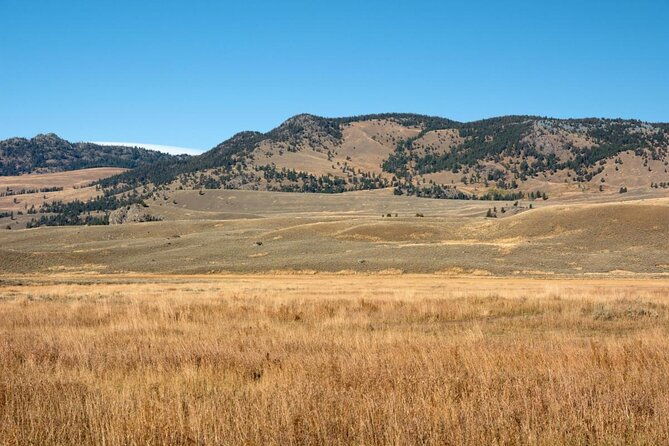 upper-loop-tour-and-lamar-valley-from-west-yellowstone-with-lunch