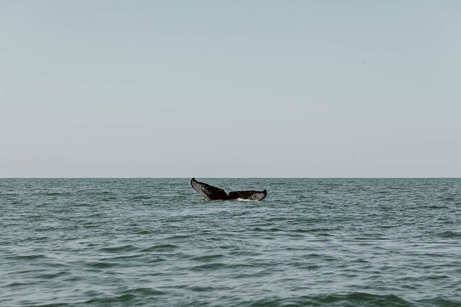uvita-whalewatching-experience-in-costa-rica