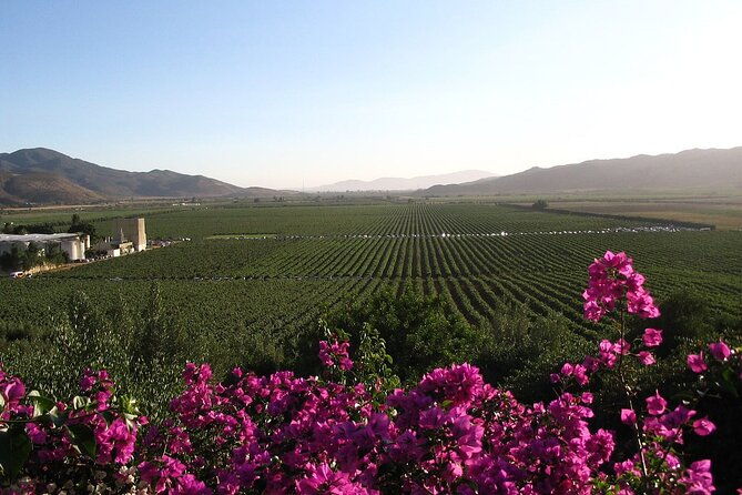 valle-de-guadalupe-winery-and-vineyard-tour-from-san-diego