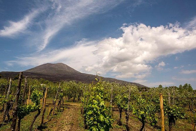 vesuvius-gran-cone-wine-tasting-lunch-transfer-from-naples