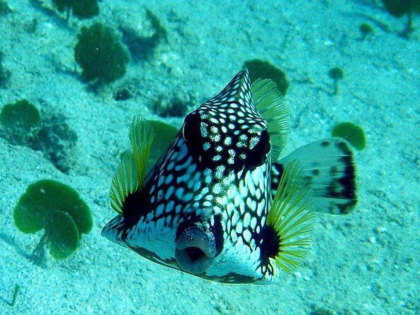 vi-top-taxi-tours-usvi-coki-beach-snorkeling-tour