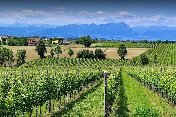 vineyard-tour-and-tasting-of-lugana-wines