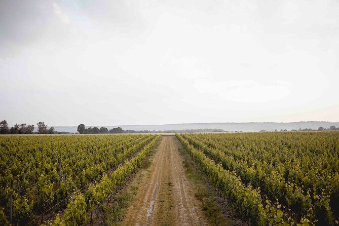 vineyard-tour-and-wine-tasting-in-davron