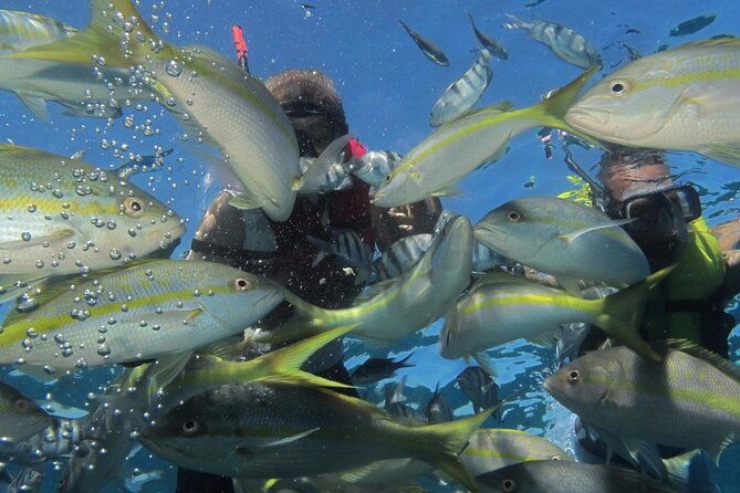 vip-fascinating-boat-ride-snorkeling-at-sosua-bay