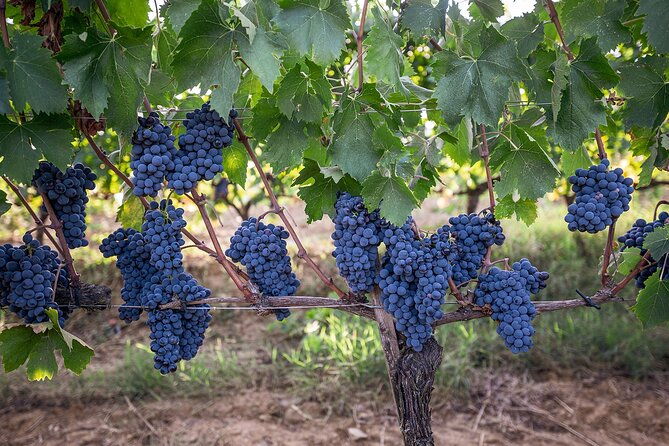 vip-private-montalcino-wine-tasting-in-paradiso-with-dinner
