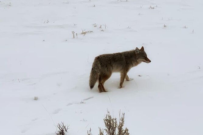 vip-private-north-yellowstone-national-park-winter-excursion