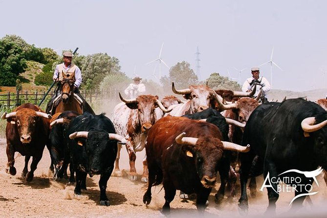 visit-alvaro-domecq-horses-and-brave-bulls-in-freedom