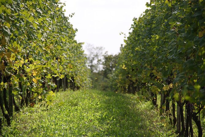 visit-and-tasting-of-3-d-o-c-wines-fontechiara