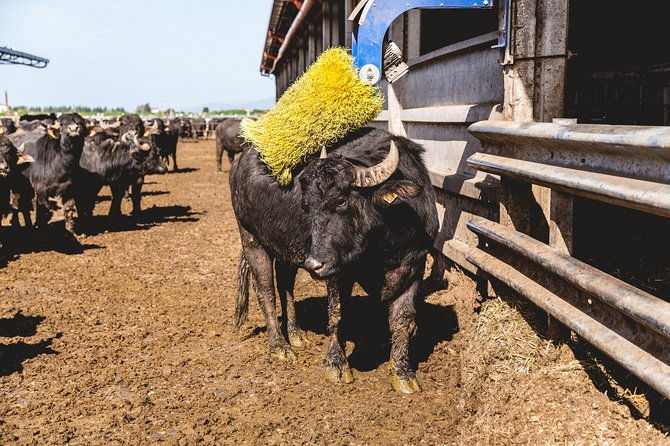 visit-to-the-bufale-and-dairy-farm-with-cheese-tasting