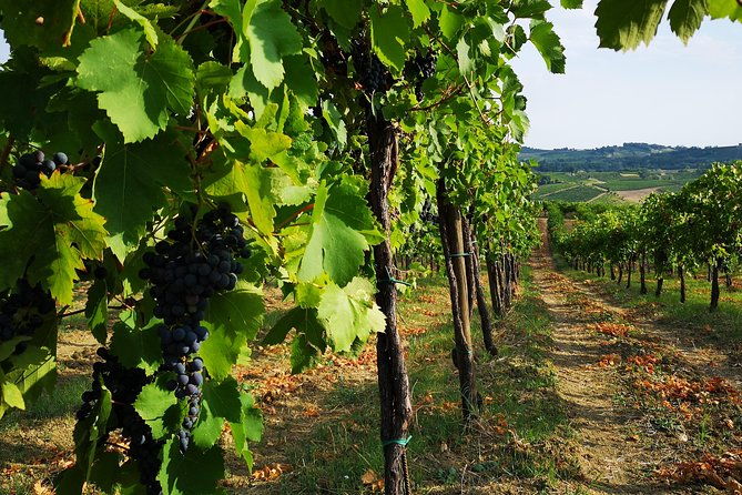 visit-wine-tasting-and-lunch