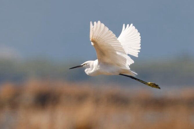 vlore-birdwatching-experience-in-narte-lagoon