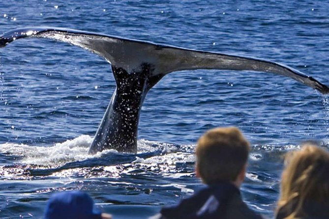 waitukubuli-dolphin-and-whale-watch-in-dominica
