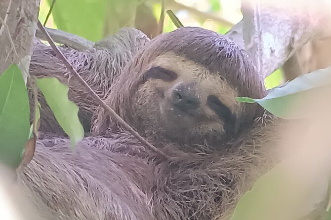 walk-and-sighting-of-flora-and-fauna-in-manuel-antonio