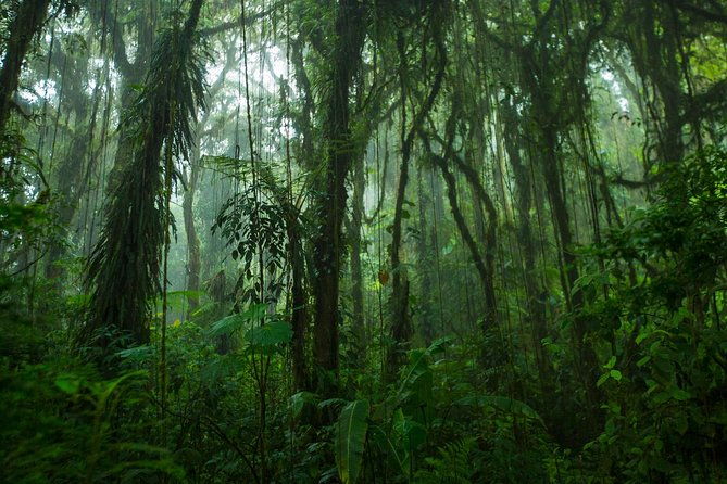 walk-in-santa-elena-cloud-forest-reserve