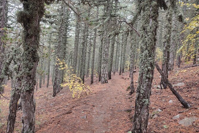 walk-on-artemis-trail-and-in-old-kakopetria