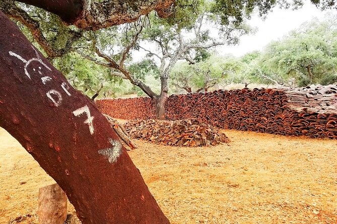 walk-on-the-alentejo-cork-forest-with-optional-lunch