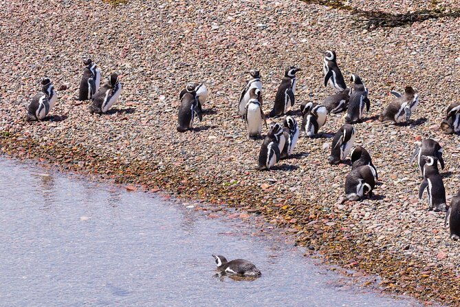 walk-with-the-penguins-early-booking-20-off-cruise-passengers
