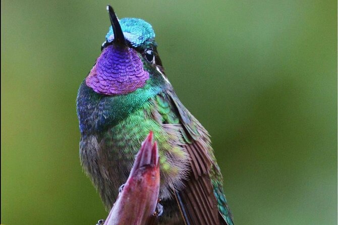 walking-guided-tour-in-monteverde-reserve