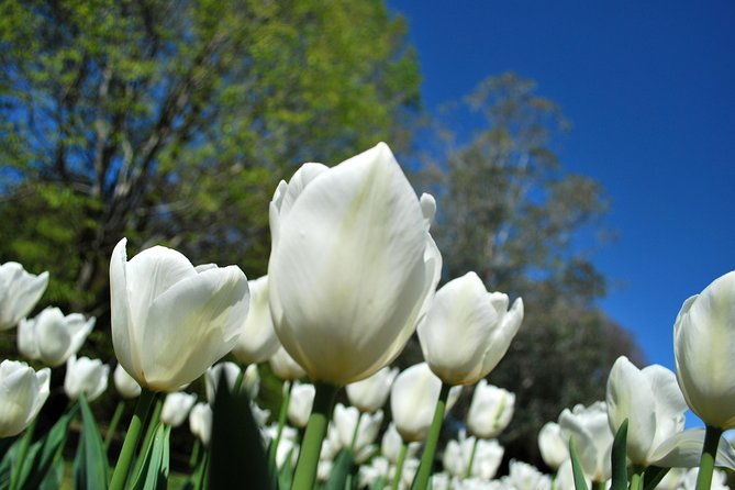 walking-tour-with-a-private-tour-guide-in-the-botanical-gardens-of-villa-taranto