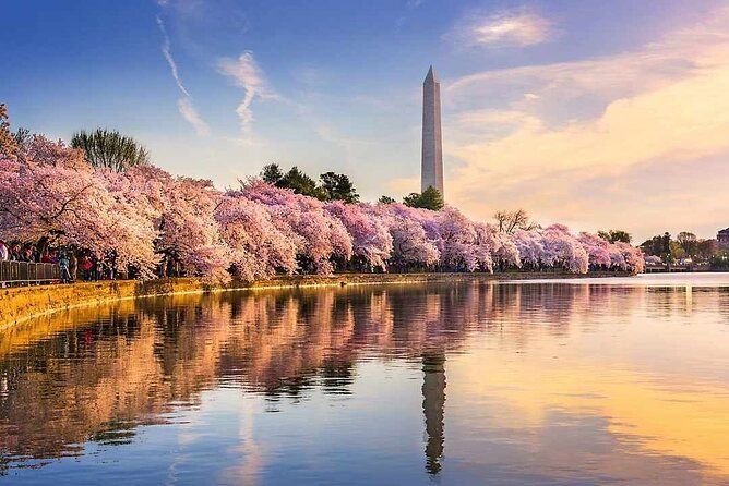 washington-d-c-cherry-blossom-1-day-tour-from-new-york