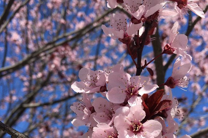 washington-d-c-cherry-blossom-day-tour-from-dcva
