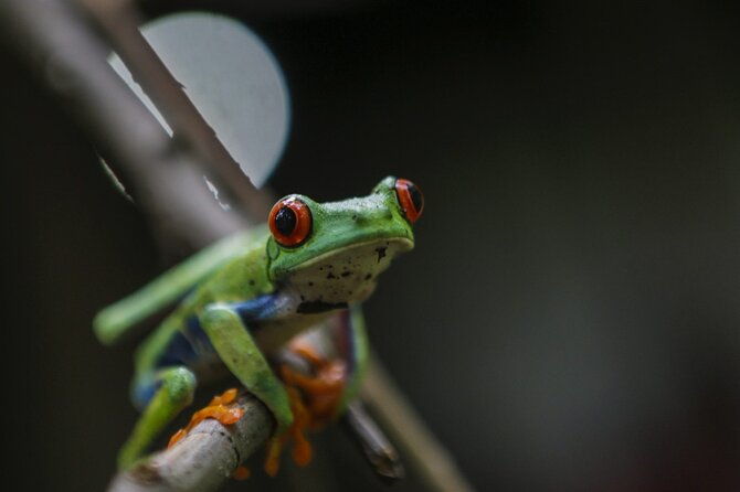 waterfall-sloth-expedition-frogs-blue-river-also-in-costa-rica-and-nicaragua
