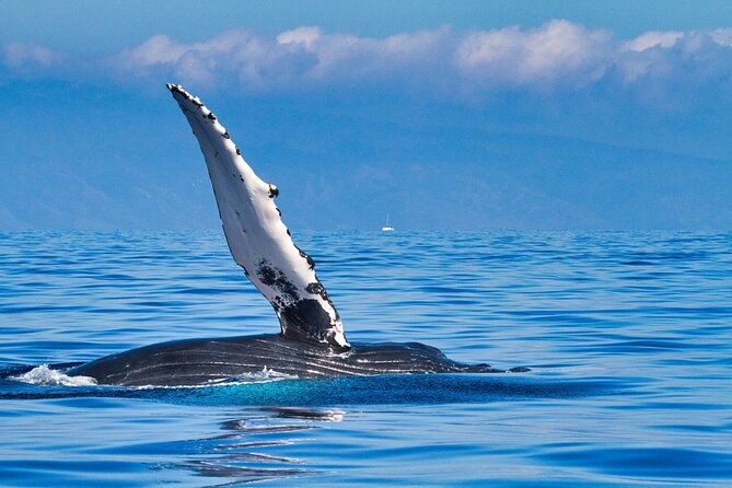 Whale and Dolphin Watch Boat Cruise in Oahu