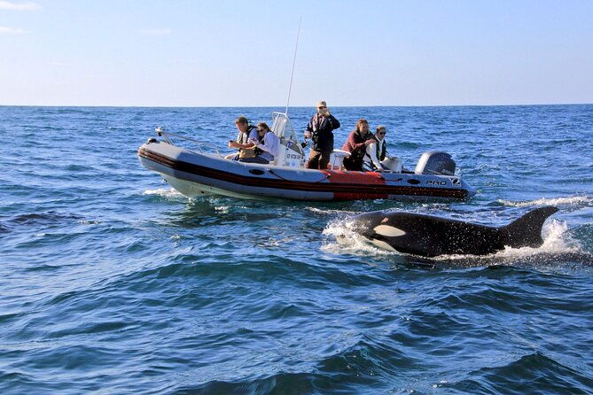 whale-and-dolphin-watching-in-san-diego