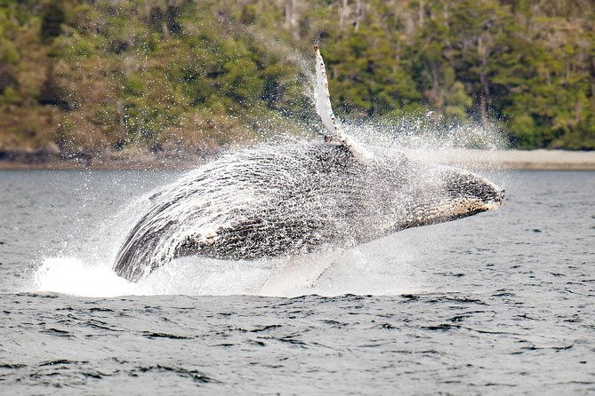 whale-and-glacier-watching-from-punta-arenas-francisco-coloane-park