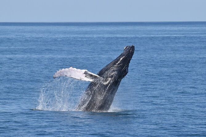 whale-dolphin-and-bird-watching-ecotour-cruise
