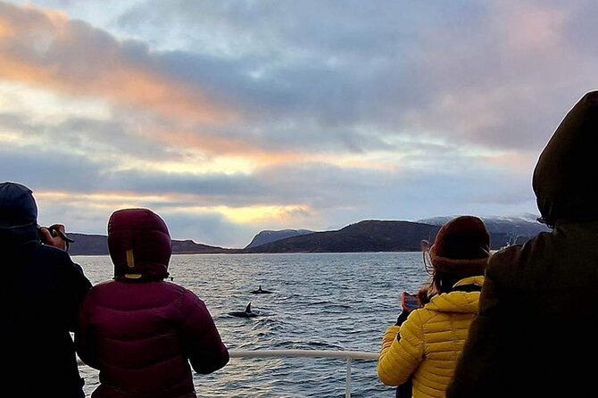 whale-safari-in-tromso-2