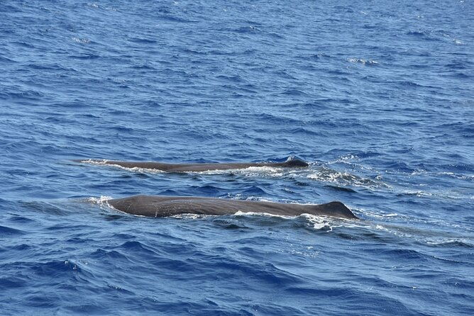 whale-watching-activity-in-north-coast