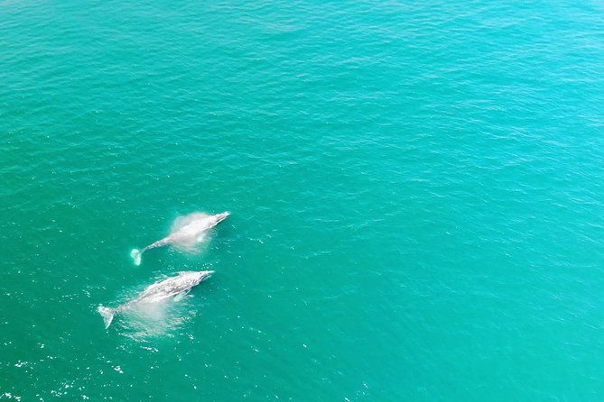 whale-watching-and-fishing-combination-excursions
