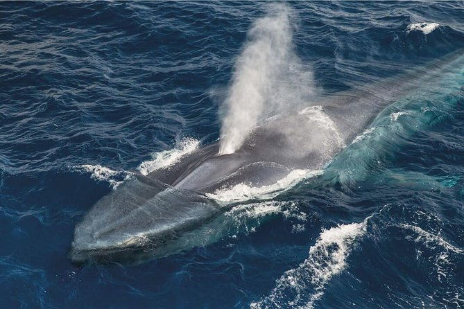whale-watching-and-jeep-tour