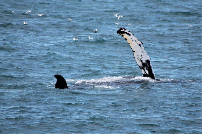 whale-watching-and-northern-lights-half-day-combo-tour