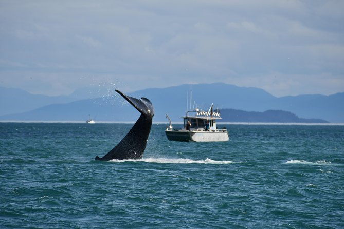 whale-watching-charters-and-bear-search-through-icy-strat-alaska