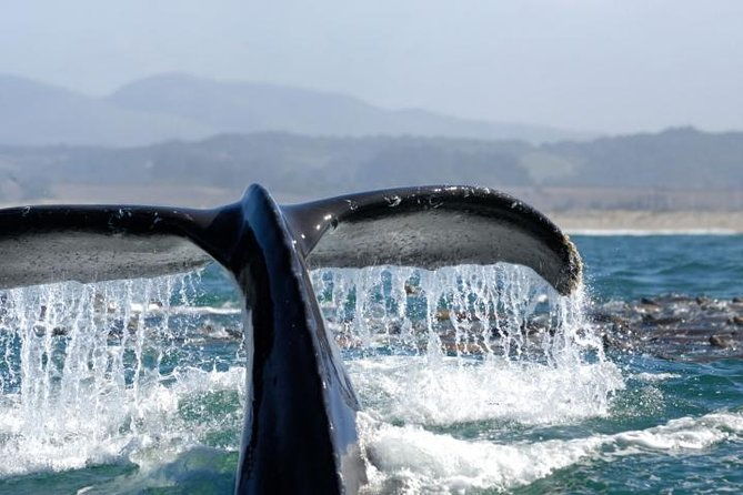 whale-watching-cruise-from-newport-beach-2