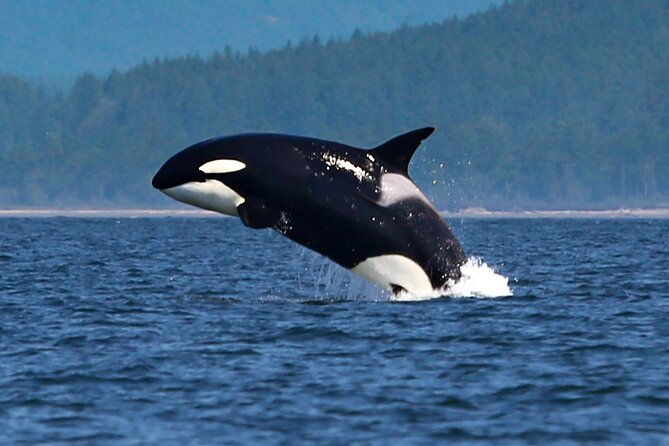 whale-watching-deception-pass-tour-from-seattle