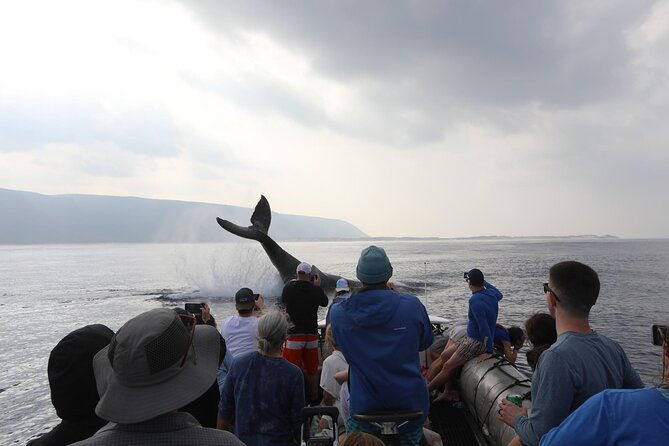 whale-watching-expedition-on-kauai