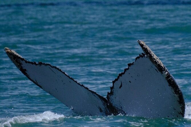 whale-watching-experience-marino-ballena-national-park