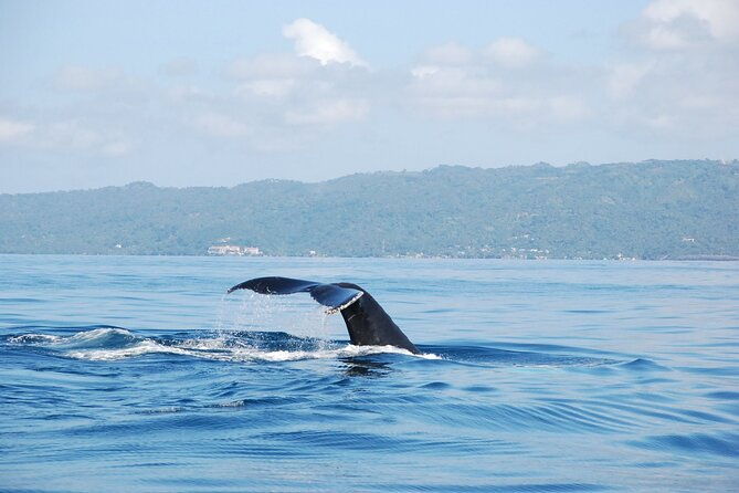 whale-watching-limon-waterfall-day-trip
