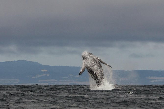 whale-watching-monterey-bay-semi-private-limited-to-6-people-max