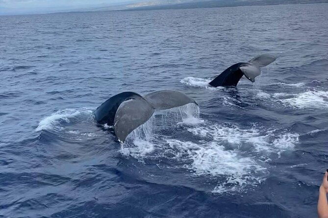 whale-watching-on-big-island