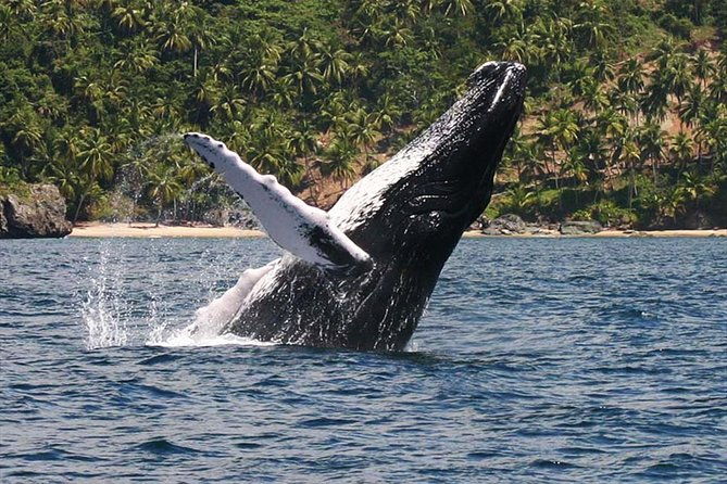 whale-watching-samana-bacardi-island