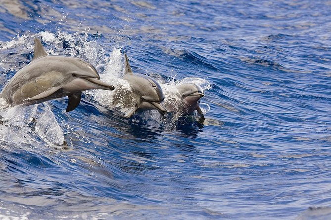 whale-watching-tour-whales-guaranteed-in-kona-waikoloa