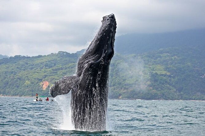 whales-and-dolphins-watching-tour-from-manuel-antonio