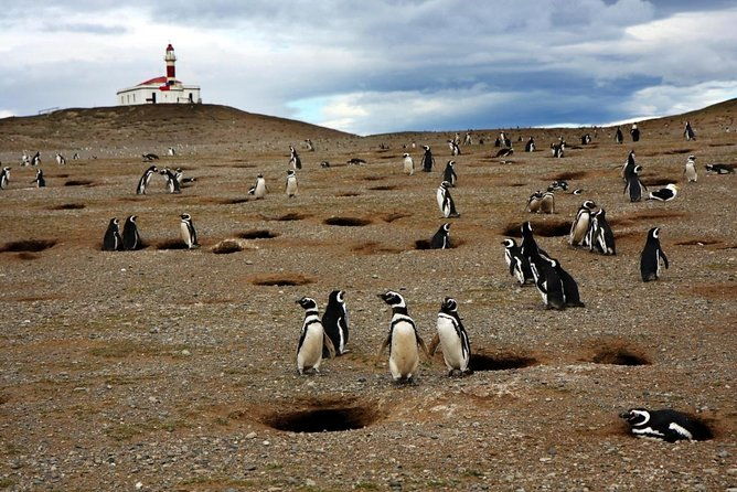whales-penguins-glaciers-navigation-from-punta-arenas