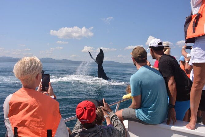 whales-samana-bacardi-island-horse-limon-waterfall